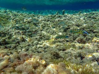 Dark blue ocean surface seen from underwater. Abstract waves underwater and rays of sunlight shining through, Sun light rays undersea deep, Underwater background with sea bottom, Mediterranean sea.