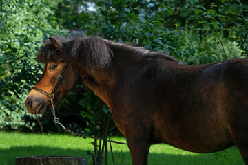 beautiful cute dark bay  pony  posing in garden. summer evening