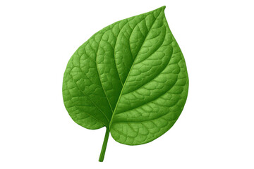 Fototapeta premium Green leaf with prominent veins isolated on a transparent background, capturing the intricate details of nature's design