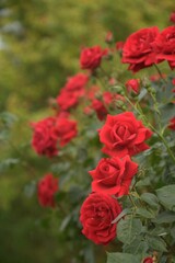 Obraz premium red roses in garden