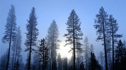 Tall evergreen trees silhouetted against a misty blue sky, with soft sunlight breaking through the fog, creating a serene and tranquil forest atmosphere