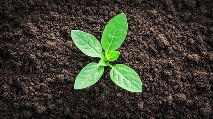 A small green plant with several leaves is emerging from rich, dark soil, symbolizing growth and new beginnings.
