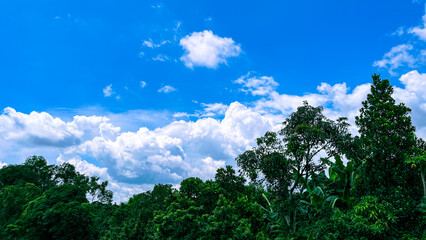 Layered Nature Composition with Blue Sky, Clouds, and Green Foliage