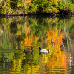 Ducks on a Colorful Autumn Pond