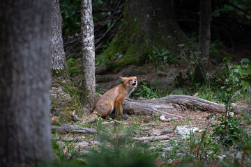 Red fox in the forest, lone fox crouching under a tree in the green woods, somewhere in Slovenia, Europe.