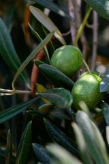 Sunlit Green Olive Bunch on Branch in Cyprus Grove