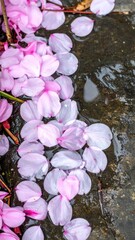 Fototapeta premium Scattered Pink Cherry Blossom Petals on Wet Stone Surface in Natural Light