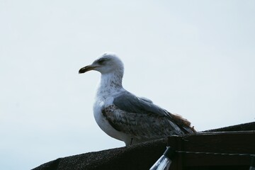 seagull on the roof