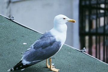 seagull on a post