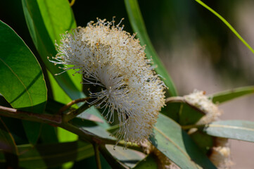 Eucalyptus Flower Close-Up in Cyprus