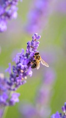 Honeybee on Lavender Blossom