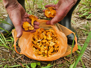 Old man holding fresh organic chanterelle mushrooms over plastic bag with mushrooms on forest ground. Popular Slavic and Baltic states food product and hobby.