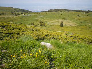 Panorama of Vitosha Mountain, Bulgaria