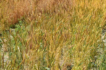 黄金色のムギ畑