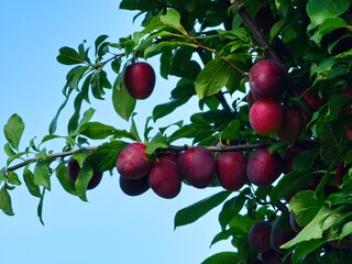 Ripe purple plums on tree branches. Organic food concept. Close-up. Sky background.