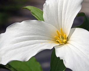 The beautiful Trillium Flower.  Golden yellow pollen cover the stamen center of the flower.  This flower is the Floral Emblem for Ontario Canada. 