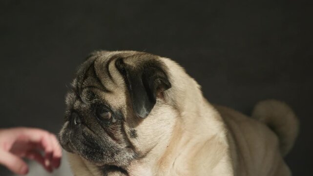 Owner hands removes dirt and mucus from the eyes of cute pug dog close up. Concept of daily routine pet health care