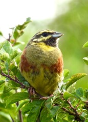 Cirl Bunting in tree