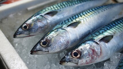 Obraz premium Three vibrant mackerel are arranged on a bed of ice at a bustling market. The display showcases their shiny scales and fresh quality, attracting buyers during the early morning.