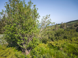 Obraz premium Panorama of Vitosha Mountain, Bulgaria