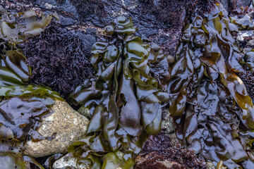 Mazzaella flaccida, Mazzaella is a red algae genus in the family Gigartinaceae. near Point Joe Vista Point. 17-Mile Drive, Monterey Peninsula in California. Intertidal Zone.