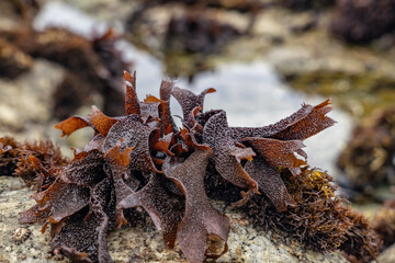 Mastocarpus papillatus, sometimes called Turkish washcloth, black tar spot, or grapestone. near Point Joe Vista Point. 17-Mile Drive, Monterey Peninsula in California. Intertidal Zone.