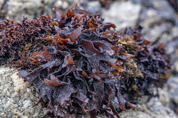 Mastocarpus papillatus, sometimes called Turkish washcloth, black tar spot, or grapestone. near Point Joe Vista Point. 17-Mile Drive, Monterey Peninsula in California. Intertidal Zone.