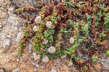Eriogonum parvifolium is a species in the family Polygonaceae. near Point Joe Vista Point. 17-Mile Drive is a scenic road through Pebble Beach and Pacific Grove on the Monterey Peninsula in California