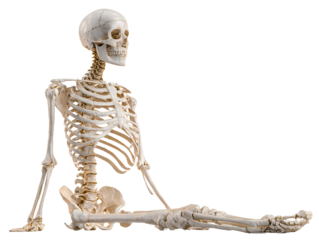 Human skeleton sitting pose white background