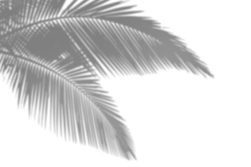 palm leaf shadow blur isolated on white
