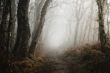 Obraz premium Misty Forest Path A Serene Autumn Woodland Scene