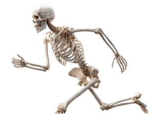  Human skeleton walking pose transparent background
