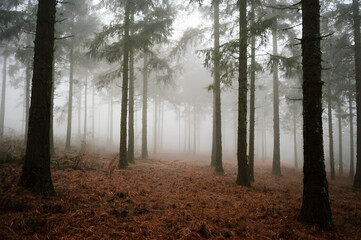 Obraz premium Misty Pine Forest Path with Autumn Leaves