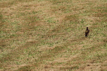 European Green Woodpecker foraging for food (ants) (Picus viridis) Picidae family. Czech republic
