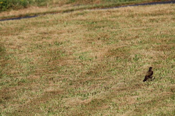 European Green Woodpecker foraging for food (ants) (Picus viridis) Picidae family. Czech republic