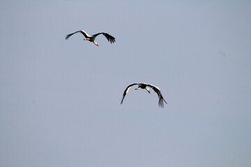 White Storks (Ciconia ciconia) in flight on a blue sky background 