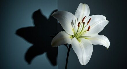 Fototapeta premium White lily in shadow