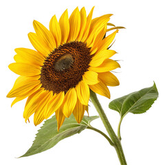 Sunflower element isolated on transparent background  
