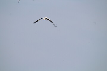 White Storks (Ciconia ciconia) in flight on a blue sky background 