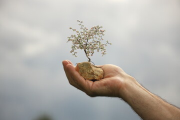 Hand holding a tiny blossoming tree on a rock against dramatic sky. Symbol of environmental care, sustainability and hope for the planet.