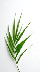 Obraz premium Fresh green leaf on white background