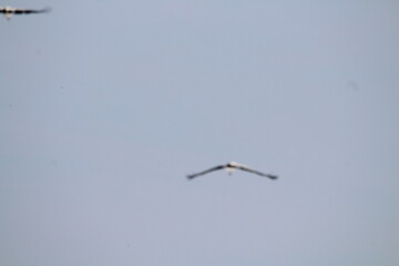 White Storks (Ciconia ciconia) in flight on a blue sky background 