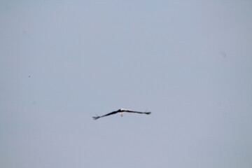 White Storks (Ciconia ciconia) in flight on a blue sky background 