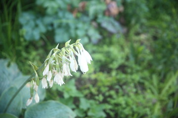 white flowers in the forest