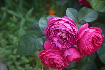 pink roses in the garden