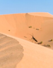 Desert beetle on a sand dune