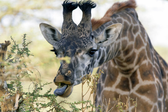 Giraffe (Giraffa camelopardalis) feeding on acacia leaves in African savanna
A wild giraffe (Giraffa camelopardalis) browsing on the leaves of an acacia tree in its natural habitat in the African sava - Powered by Adobe