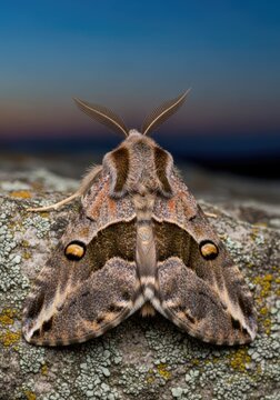 Regal Moth (Citheronia regalis) on Rock