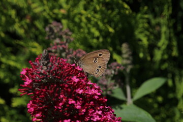 Ringlet butterfly (Aphantopus hyperantus) adult feeding on a pink flower, Europe, Czech republic
