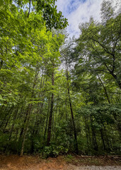 Trees in the forest in the summer reaching for the blue sky